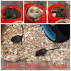 adoptable Gerbil in  named Mike, Axel, and Brick