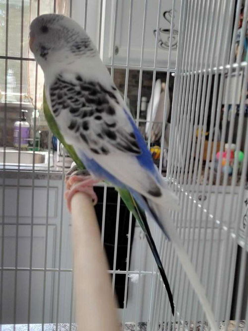 Emerald and Bluey