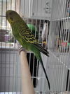 Emerald and Bluey