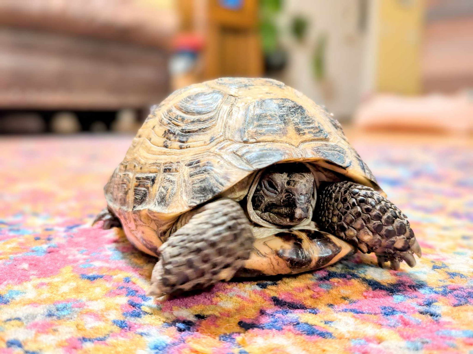 adoptable Tortoise in Hinckley, IL named Arthur