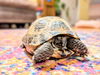 adoptable Tortoise in , IL named Arthur