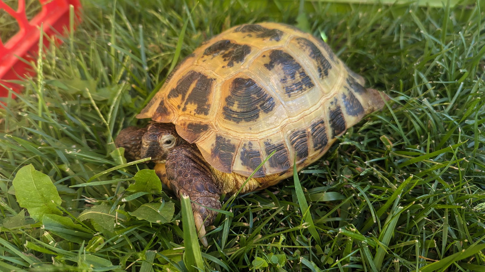 adoptable Tortoise in Hinckley, IL named Peggy