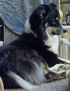 Sully