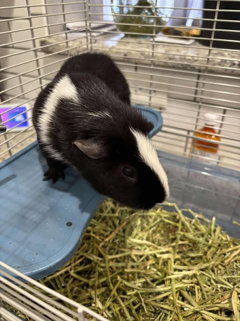 Oreo