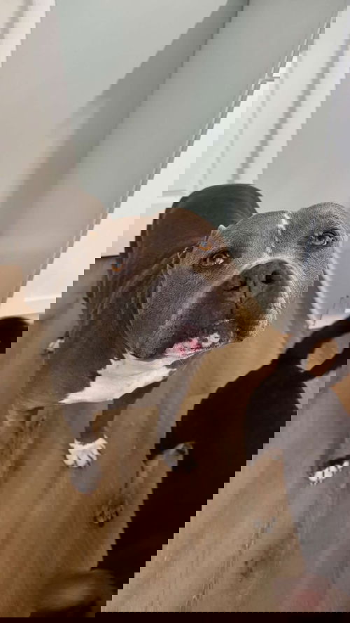 Rico