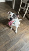 Bella