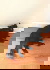 Lefty