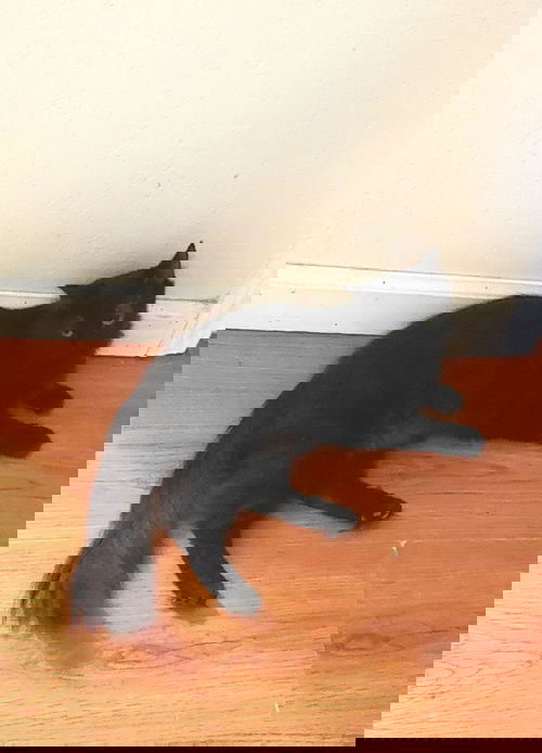 Lefty
