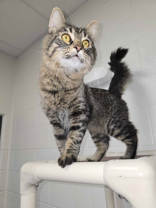 Simba