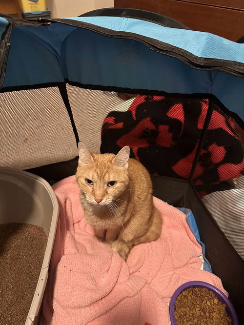 Cheddar