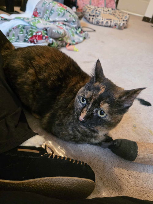 Tori