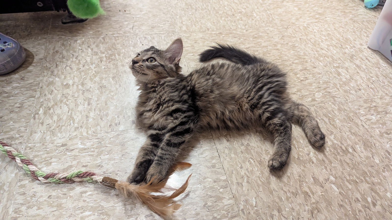 adoptable Cat in Hinckley, IL named Gaines