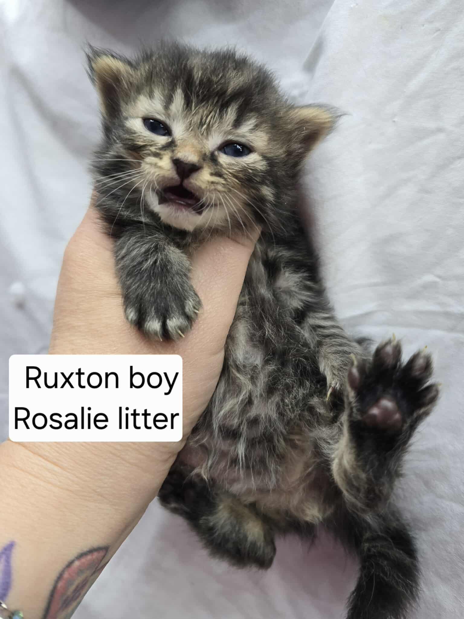adoptable Cat in Hinckley, IL named Ruxton