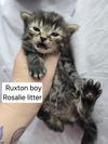 Ruxton