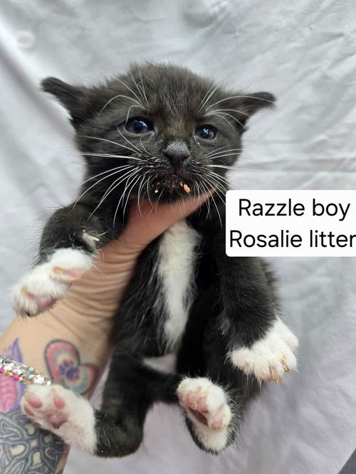 Razzle