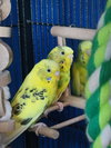Daisy and Cleo