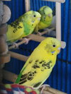 Daisy and Cleo