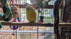 Limon and Cello