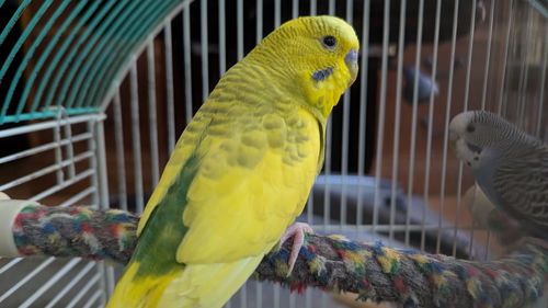 Mary's Birds