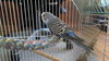 Mary's Birds
