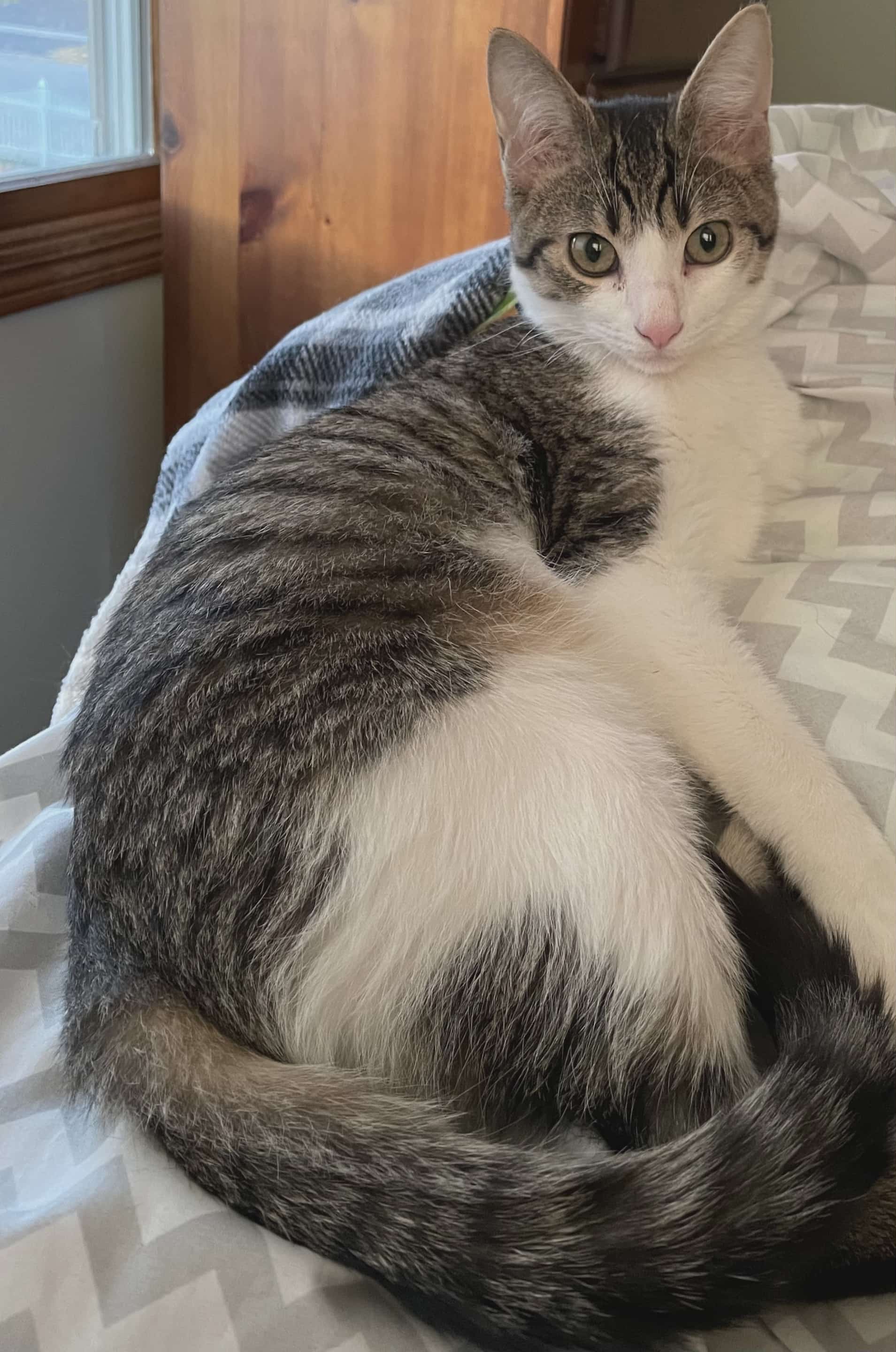 Fisher - Domestic Short Hair