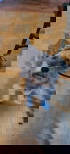 Javier