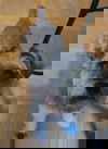 Javier