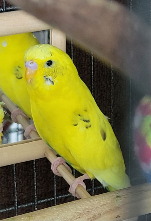 Citrus and Smudge