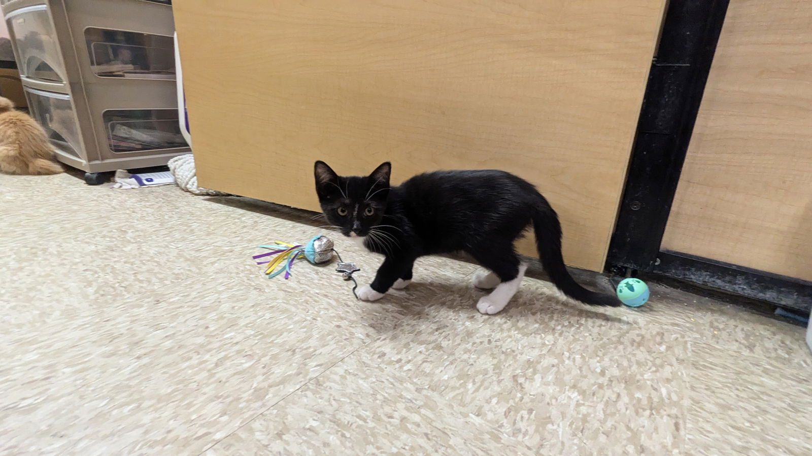 adoptable Cat in Hinckley, IL named Taxis