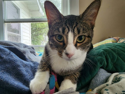 Turkey Tina, an adoptable Domestic Short Hair in Hinckley, IL