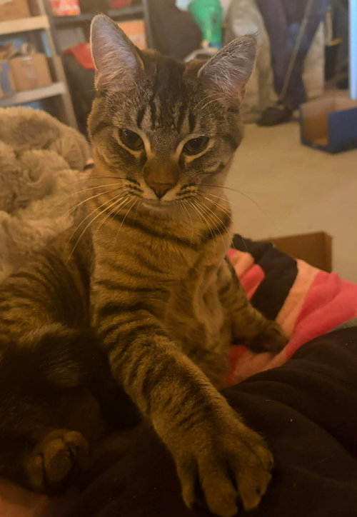 Kool Aid, an adoptable Domestic Short Hair in Hinckley, IL