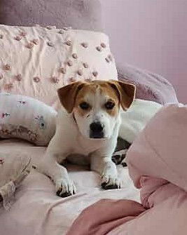 adoptable Dog in Hinckley, IL named Hazel