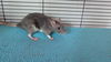 Pixel, Gidget, Quark, Nova