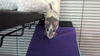 Pixel, Gidget, Quark, Nova