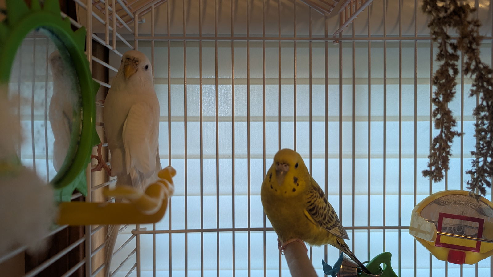 adoptable Bird in Hinckley, IL named Sweetie and Peapod