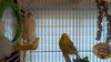 adoptable Bird in hinckley, IL named Sweetie and Peapod