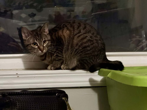 FOCUS - Domestic Short Hair available for adoption