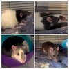 Lyra, Curi, Fermi, Joule