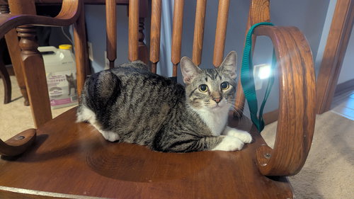 Vito