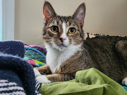 Adrian, an adoptable Domestic Short Hair in Hinckley, IL