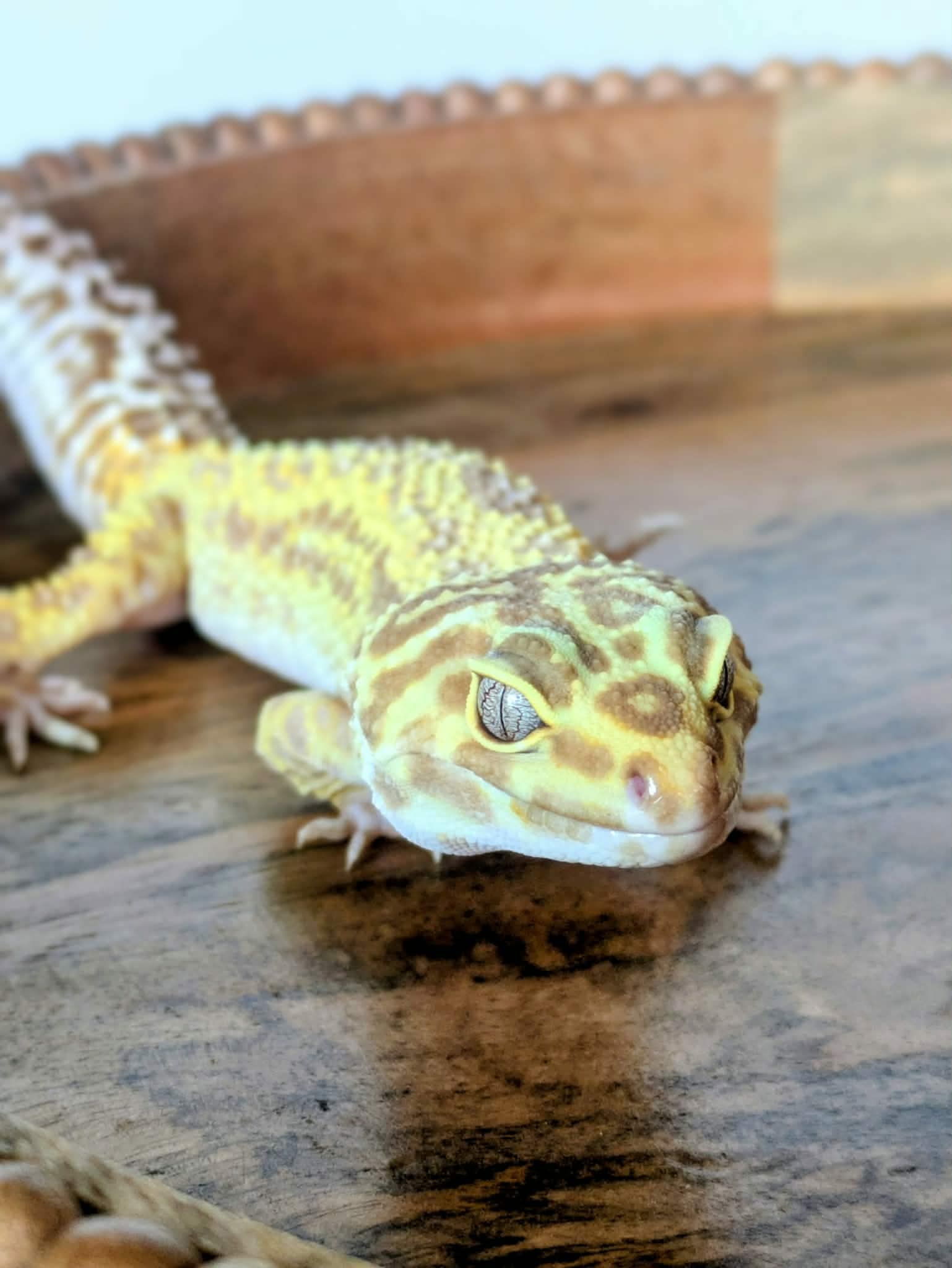 Keppa, photo 2