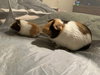 Cashew and Turbo