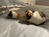 Cashew and Turbo