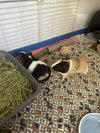 Hopper and Skipper