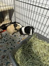 Hopper and Skipper