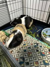 Hopper and Skipper