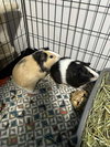 Hopper and Skipper