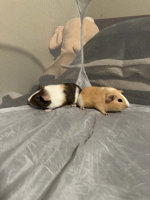 Bamboo and Sage