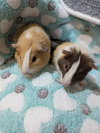 Bamboo and Sage