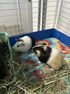 Tank and Panda